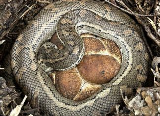 퀸즐랜드, 롤빵을 지키는 비단뱀? The coastal carpet python was spotted curled around a clutch of dark eggs. (Snake Catcher Dan)