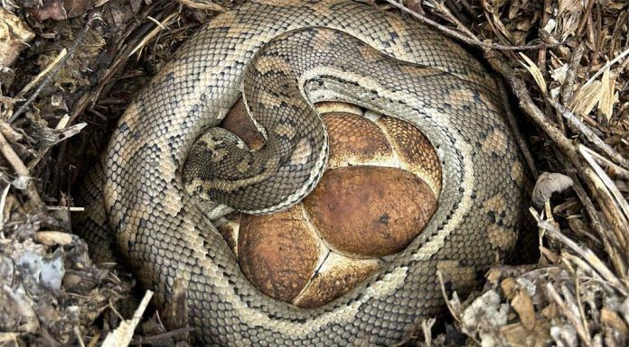 퀸즐랜드, 롤빵을 지키는 비단뱀? The coastal carpet python was spotted curled around a clutch of dark eggs. (Snake Catcher Dan)