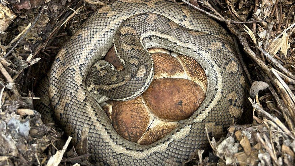 The coastal carpet python was spotted curled around a clutch of dark eggs. (Snake Catcher Dan)
