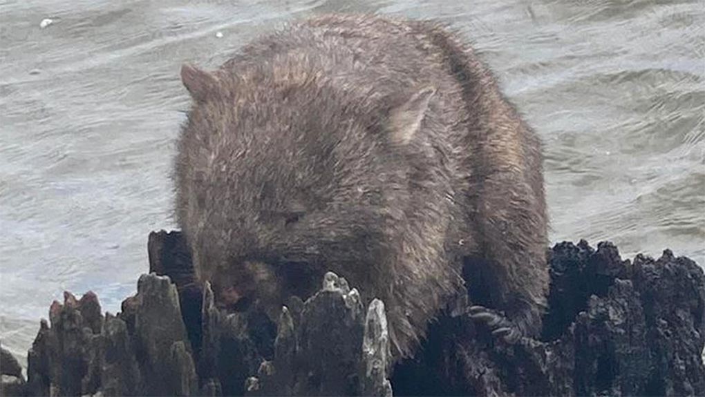 The lonely wombat was found in the middle of a lake on the VictoriaNew South Wales border. (Dutch Thunder Wildlife Shelter)