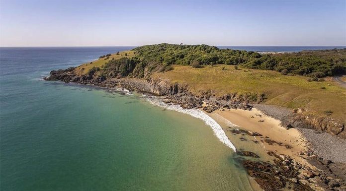 NSW 해변에 좌초된 참돌고래, 안락사 당하기 전 자연사 The whale was found with a small shark bite however the cause of death hasn't been determined yet. (NSW National Parks and Wildlife)