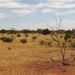 A new national park is being created in New South Wales.The area is in the isolated north-west corner of the state, around 900 kilometres north west of Sydney. (Nine)
