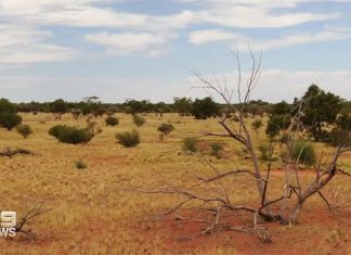 NSW, 대규모 국립공원 조성 A new national park is being created in New South Wales.The area is in the isolated north-west corner of the state, around 900 kilometres north west of Sydney. (Nine)