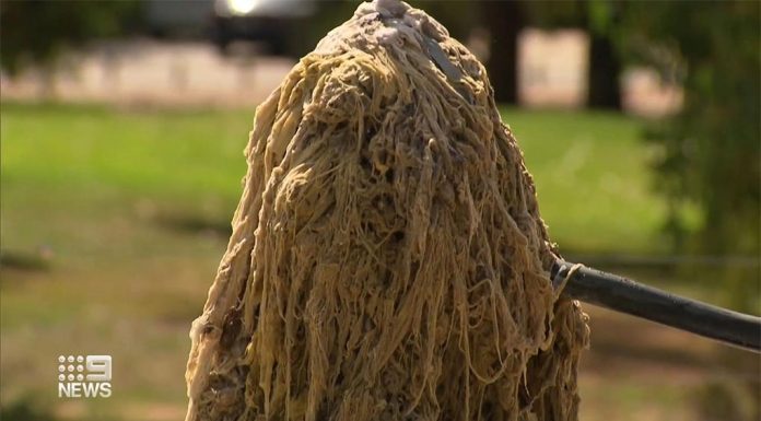 호주 도시의 수도 파이프를 막고 있는 역겨운 ‘팻버그’와 ‘누더기’ A tangled mess of debris which is wrongly flushed, creating what's dubbed a 'rag'. (Nine)