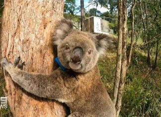 퀸즐랜드, 최초 클라미디아 백신 맞은 코알라, 새끼를 낳다 Anne Chovee was the first koala to revieve the vaccine. (Nine)