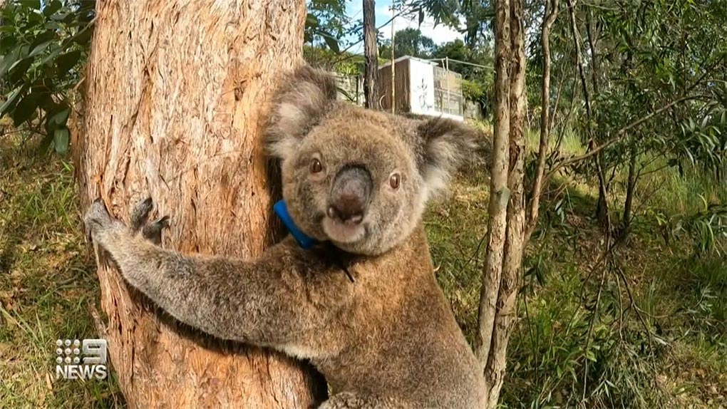 Anne Chovee was the first koala to revieve the vaccine. (Nine)
