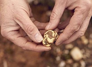 빅토리아 남성, 24만 달러의 금 덩어리 발견 Small nuggets of gold alone can reach up to $1000. Picture Lucky Strike Gold