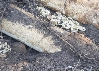시드니, 마당에서 100개 이상의 독사 알 발견 Snake catchers from Wild Conservation discovered an are Eastern brown snake nests containing 110 hatched eggs in Sydney. (Wild Conservation)