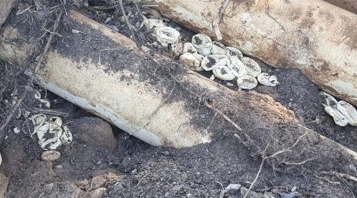 시드니, 마당에서 100개 이상의 독사 알 발견 Snake catchers from Wild Conservation discovered an are Eastern brown snake nests containing 110 hatched eggs in Sydney. (Wild Conservation)