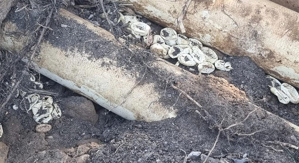Snake catchers from Wild Conservation discovered an are Eastern brown snake nests containing 110 hatched eggs in Sydney. (Wild Conservation)