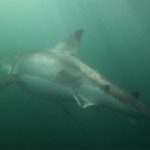 The 3.5-metre great white was scarred after its battle with the orcas. (Alessandro De Maddalena)