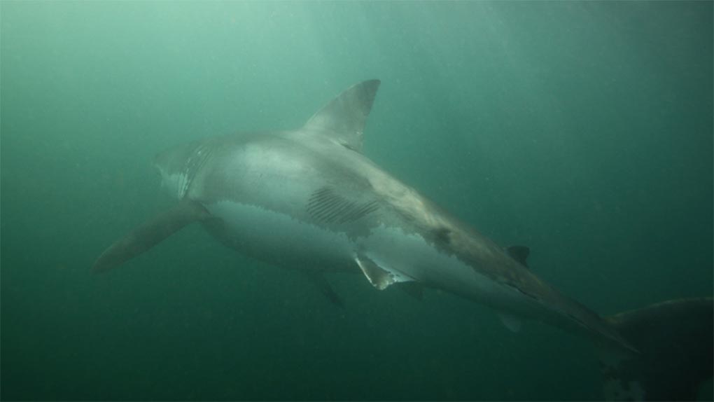 The 3.5-metre great white was scarred after its battle with the orcas. (Alessandro De Maddalena)