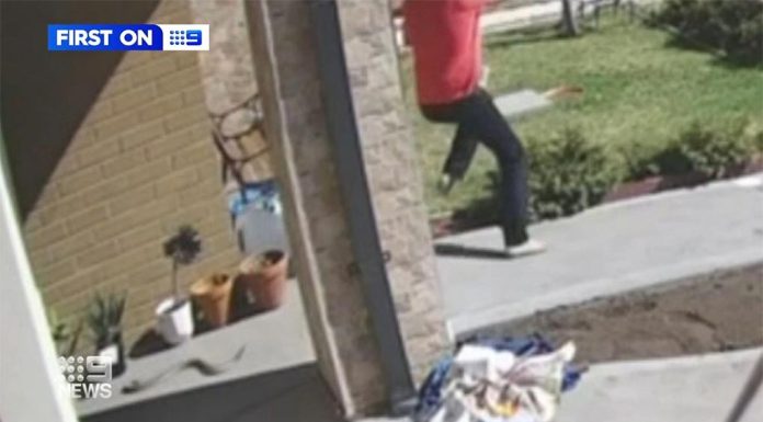 멜번, 독사와 아슬아슬하게 조우한 ‘행운의 남자’ The close call was caught on CCTV. (Nine)