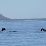 The two orcas, Port and Starboard, have been hunting sharks off South Africa. (Alison Towner Marine Dynamics)