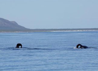 퍼스, 상어를 사냥하는 악명 높은 범고래 The two orcas, Port and Starboard, have been hunting sharks off South Africa. (Alison Towner Marine Dynamics)