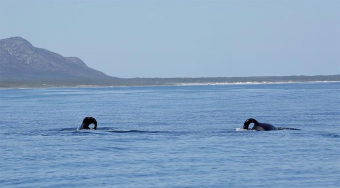 퍼스, 상어를 사냥하는 악명 높은 범고래 The two orcas, Port and Starboard, have been hunting sharks off South Africa. (Alison Towner Marine Dynamics)