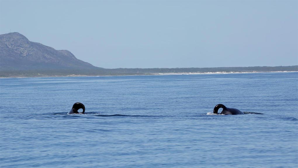The two orcas, Port and Starboard, have been hunting sharks off South Africa. (Alison Towner Marine Dynamics)