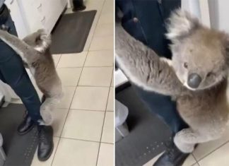 애들레이드 주유소에 깜짝 방문한 코알라 Today host Karl Stefanovic couldn't pass the opportunity up to take the mickey out of his guest and asked him a delicate question about the koala encounter. (SuppliedToday)