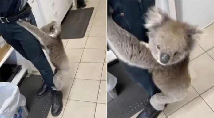 애들레이드 주유소에 깜짝 방문한 코알라 Today host Karl Stefanovic couldn't pass the opportunity up to take the mickey out of his guest and asked him a delicate question about the koala encounter. (SuppliedToday)