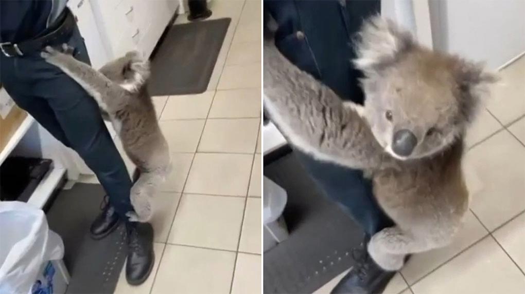 Today host Karl Stefanovic couldn't pass the opportunity up to take the mickey out of his guest and asked him a delicate question about the koala encounter. (SuppliedToday)
