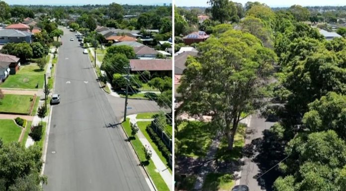 시드니 서부, 나무 부족으로 건강 경고 Two streets in the Western Sydney suburb of Toongabbie have been found to have a 20 degree difference - all because of extra shade. (Nine)