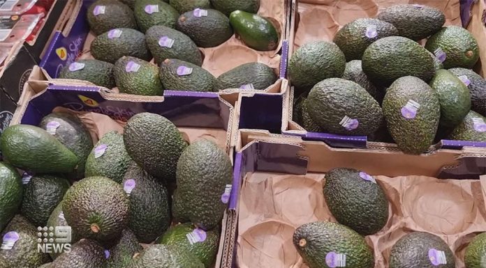퀸즐랜드 아보카도 공급 과잉, 가격 하락 Avocado prices have dropped in supermarkets after a surplus in Queensland. (Nine)