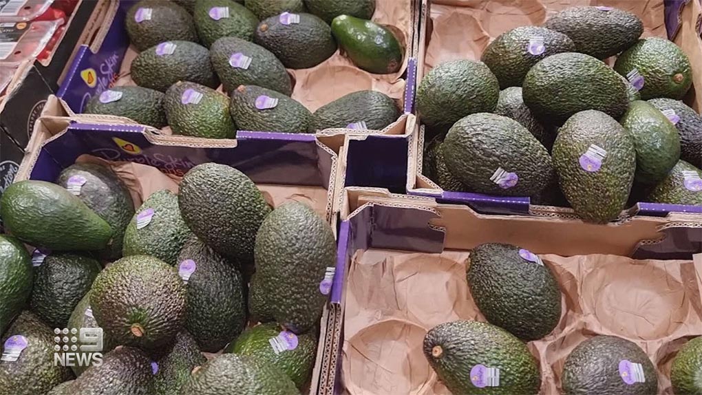 Avocado prices have dropped in supermarkets after a surplus in Queensland. (Nine)