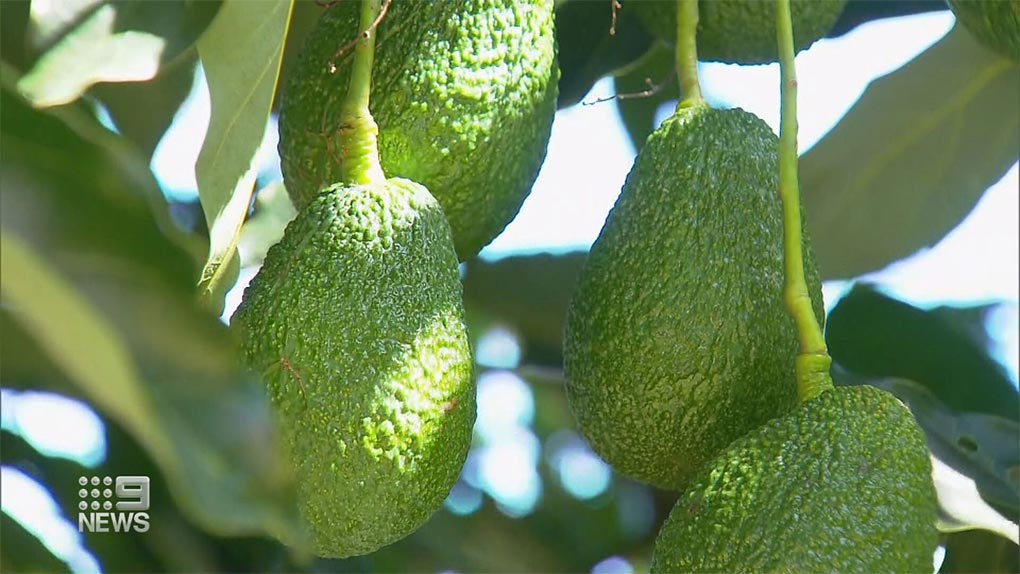 Farmers are predicting the price of avocados to stay low for the next few years. (Nine)