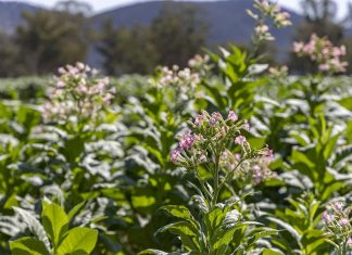 경찰, NSW 농장 급습 16톤 상당의 담배 폐기 It has been illegal to grow tobacco in Australia for more than a decade. (NSW Police)