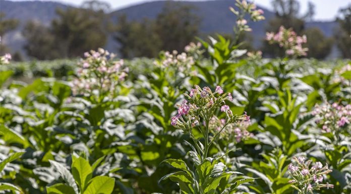 경찰, NSW 농장 급습 16톤 상당의 담배 폐기 It has been illegal to grow tobacco in Australia for more than a decade. (NSW Police)