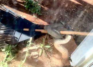 NSW, 미닫이문을 노크하는 ‘위험한 뱀’ The eastern brown snake was filmed knocking repeatedly at the sliding door. (Safe Snake Services - Lismore & surrounds)