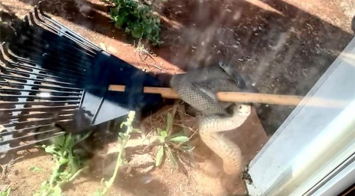 NSW, 미닫이문을 노크하는 ‘위험한 뱀’ The eastern brown snake was filmed knocking repeatedly at the sliding door. (Safe Snake Services - Lismore & surrounds)