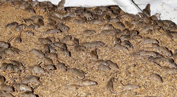 NSW 전역, 농작물 피해를 일으키는 새로운 쥐 재앙 공포 The mouse plague in 2021 wreaked havoc on the state's crops. (AP)