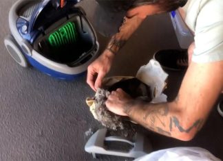 퀸즐랜드, 진공 청소기에 빨려 들어간 새끼 뱀 구조 A Queensland snake catcher hurried to the rescue after a hatchling was sucked into a vacuum cleaner. (Hervey Bay Snake CatchersFacebook)