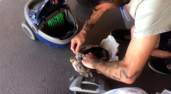 퀸즐랜드, 진공 청소기에 빨려 들어간 새끼 뱀 구조 A Queensland snake catcher hurried to the rescue after a hatchling was sucked into a vacuum cleaner. (Hervey Bay Snake CatchersFacebook)