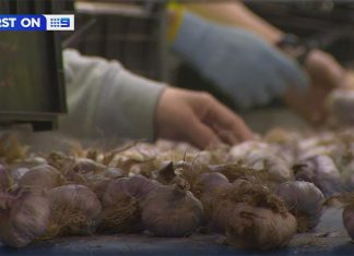 빅토리아 작은 농촌 마을, 코로나19 퇴치에 사용할 수 있는 마늘 종류 발견 A tiny farming town in regional Victoria has uncovered a type of garlic so potent that scientists have been able to use it to stop COVID-19 in its tracks. (Nine)