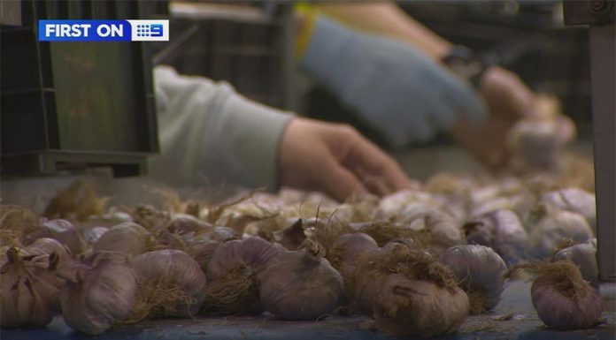 빅토리아 작은 농촌 마을, 코로나19 퇴치에 사용할 수 있는 마늘 종류 발견 A tiny farming town in regional Victoria has uncovered a type of garlic so potent that scientists have been able to use it to stop COVID-19 in its tracks. (Nine)