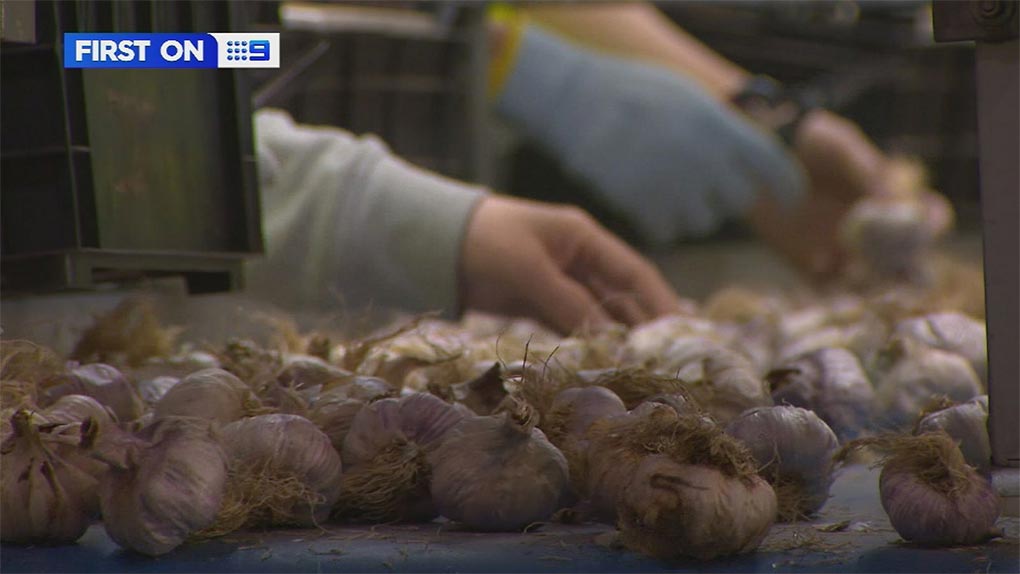 A tiny farming town in regional Victoria has uncovered a type of garlic so potent that scientists have been able to use it to stop COVID-19 in its tracks. (Nine)
