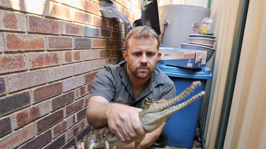 Australian Reptile Park operations manager and crocodile handler Billy Collett helped rescue a loose, metre-long crocodile from a Umina home. Picture Australian Reptile Park