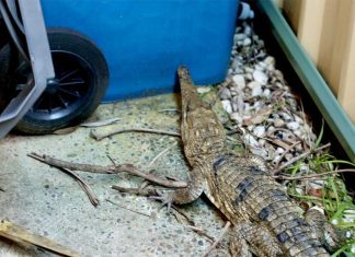 센트럴 코스트, 뒷마당에서 민물 악어 발견 Freshwater crocodiles are native to the NT, Queensland and WA – thousands of kilometres from where it was found by the Reptile Park employees. Picture Australian Reptile Park