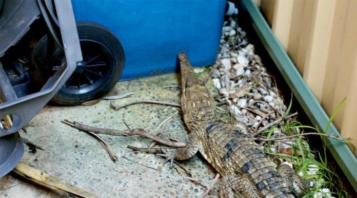 센트럴 코스트, 뒷마당에서 민물 악어 발견 Freshwater crocodiles are native to the NT, Queensland and WA – thousands of kilometres from where it was found by the Reptile Park employees. Picture Australian Reptile Park