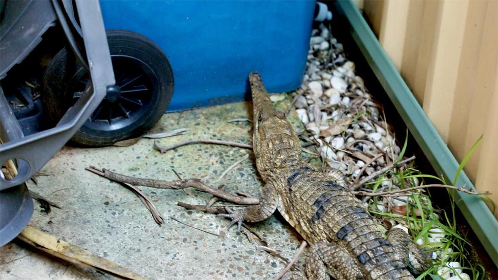 Freshwater crocodiles are native to the NT, Queensland and WA – thousands of kilometres from where it was found by the Reptile Park employees. Picture Australian Reptile Park