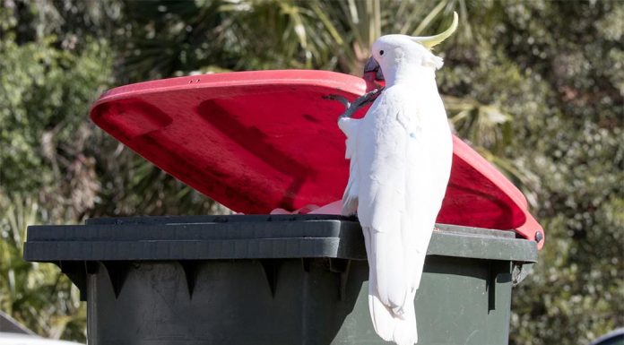 시드니 앵무새의 쓰레기통 습격, 해결책은? There are calls for a Sydney council to extend a trial deterring cockatoos from opening wheelie bins as the raids leave suburbs littered with rubbish. (Getty ImagesiStockphoto)
