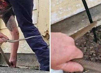 퀸즐랜드, 한 남성 집 아래에서 맹독성 뱀을 꺼내 Tony Harrison removes eastern brown from house in Queensland. (Harrison's Gold Coast and Brisbane Snake Catcher)