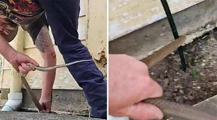 퀸즐랜드, 한 남성 집 아래에서 맹독성 뱀을 꺼내 Tony Harrison removes eastern brown from house in Queensland. (Harrison's Gold Coast and Brisbane Snake Catcher)