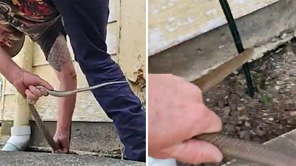 Tony Harrison removes eastern brown from house in Queensland. (Harrison's Gold Coast and Brisbane Snake Catcher)