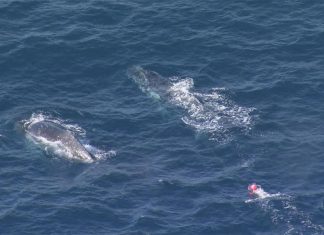 뉴캐슬 인근 해안에서 그물에 얽힌 혹등 고래 구조 A whale is trapped in ropes off the coast near Nowra Head. (Nine)