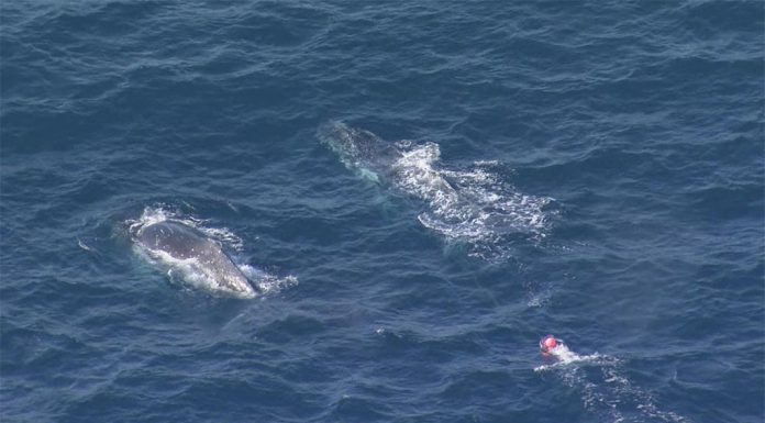 뉴캐슬 인근 해안에서 그물에 얽힌 혹등 고래 구조 A whale is trapped in ropes off the coast near Nowra Head. (Nine)
