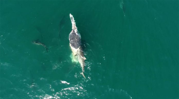 퀸즐랜드, ‘약 50 마리의’ 호랑이 상어 목격 About 50 tiger sharks were seen feasting on the whale, at one point a turtle also swam by. (Department of Environment and Science)