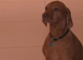 멜번, 반려견이 무장 강도 보고 짖어 사람을 구해 Austin the dog alerted the family after seeing the machete-wielding men break into its home. (Nine)